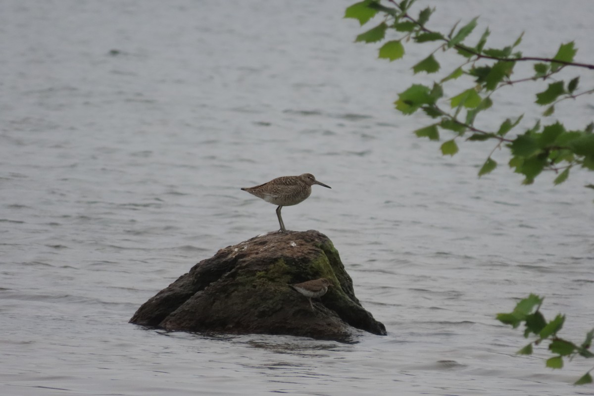 Willet - Andy Beiderman