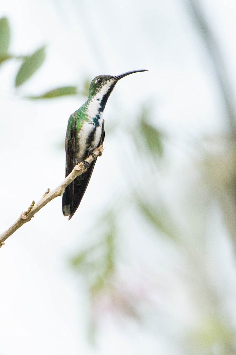 Green-breasted Mango - ML618763109
