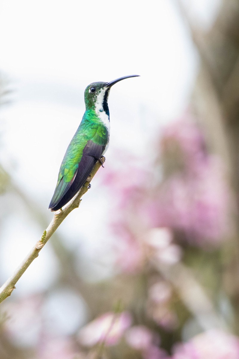 Green-breasted Mango - ML618763110