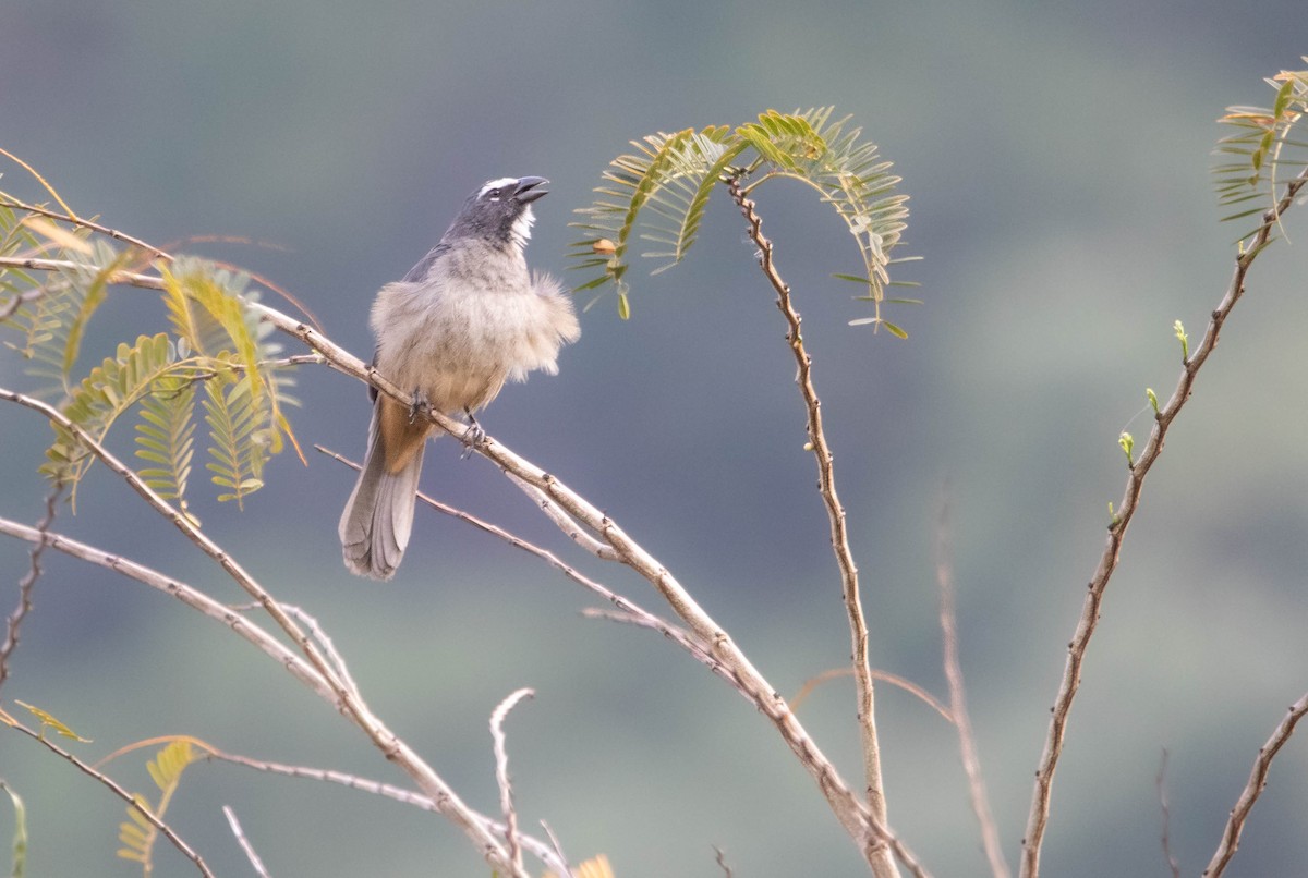 Cinnamon-bellied Saltator - ML618763122