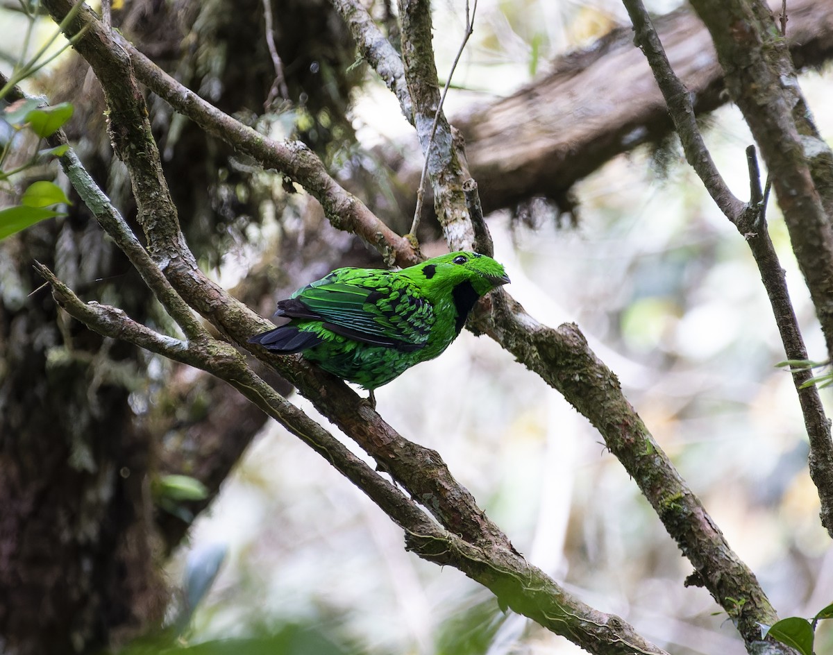 Whitehead's Broadbill - ML618763141