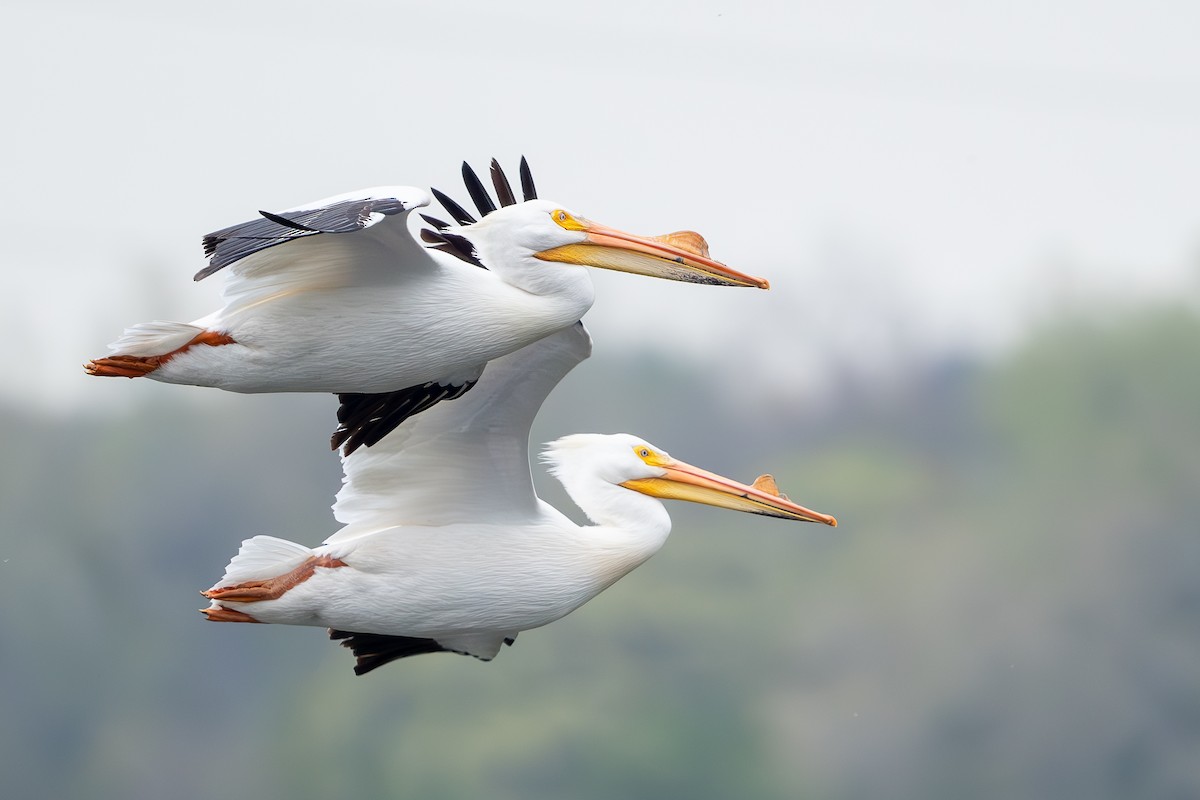 American White Pelican - Martin Kaehrle