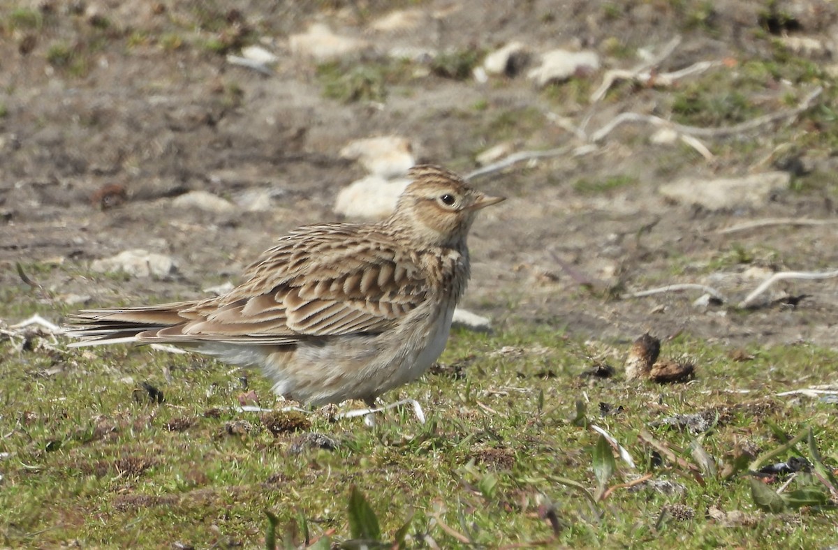 Eurasian Skylark - Erica Kawata