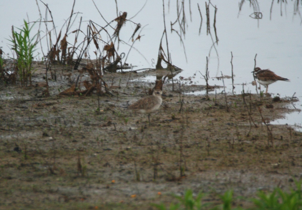 Black-bellied Plover - ML618763165