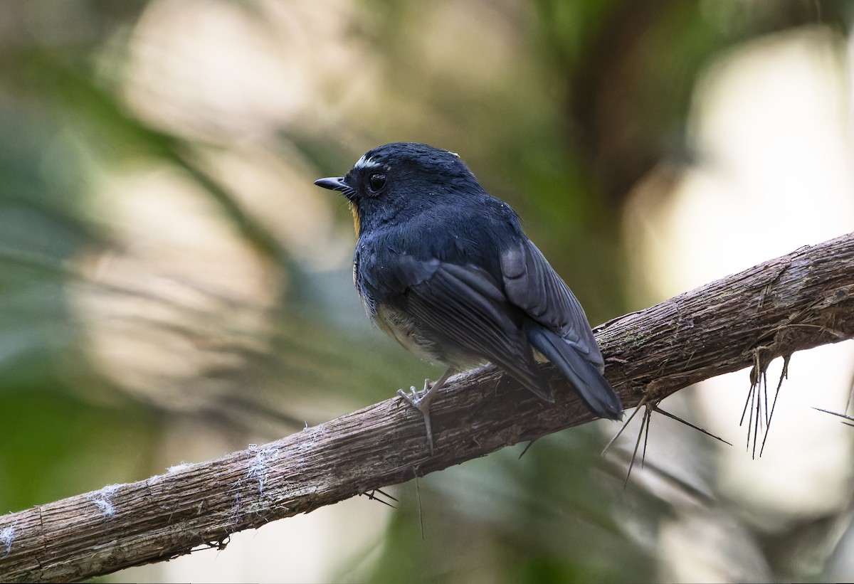 Snowy-browed Flycatcher - Matthieu Chotard