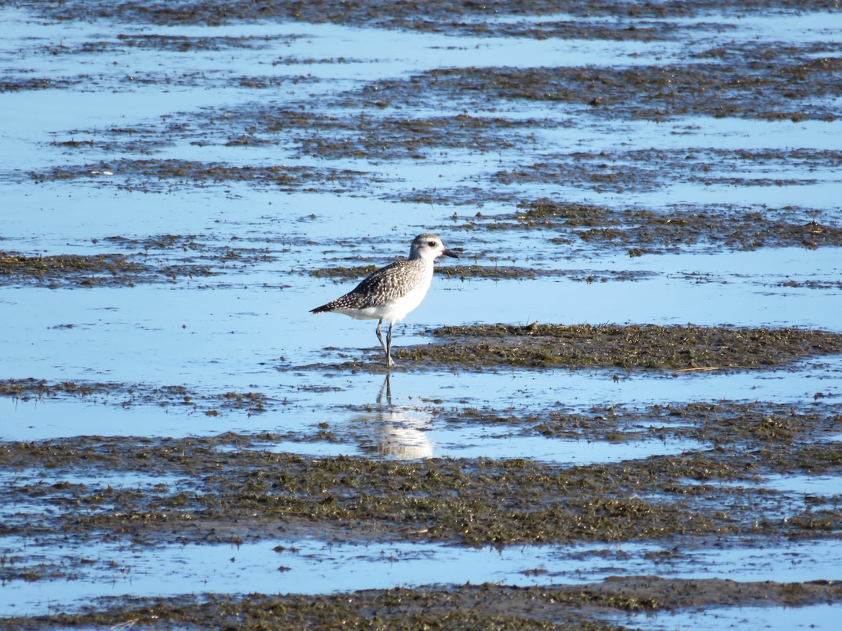 Black-bellied Plover - ML618763171