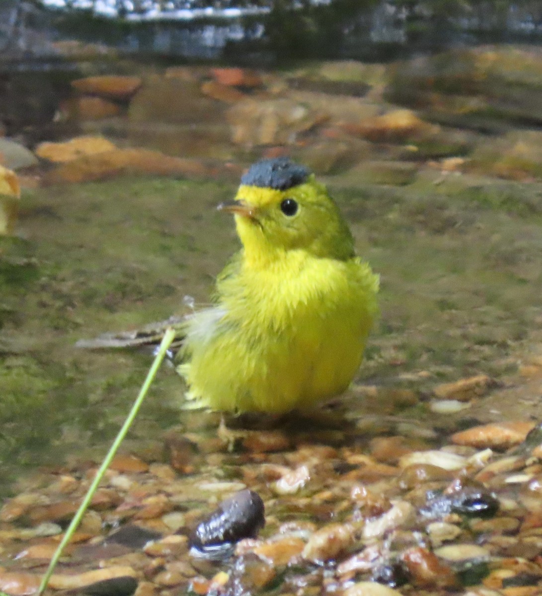 Wilson's Warbler - ML618763172