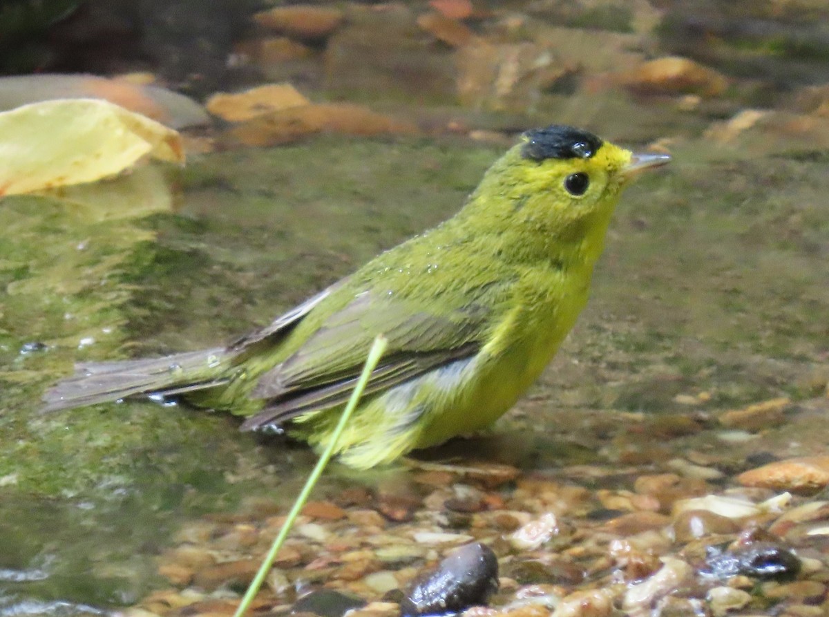 Wilson's Warbler - ML618763173