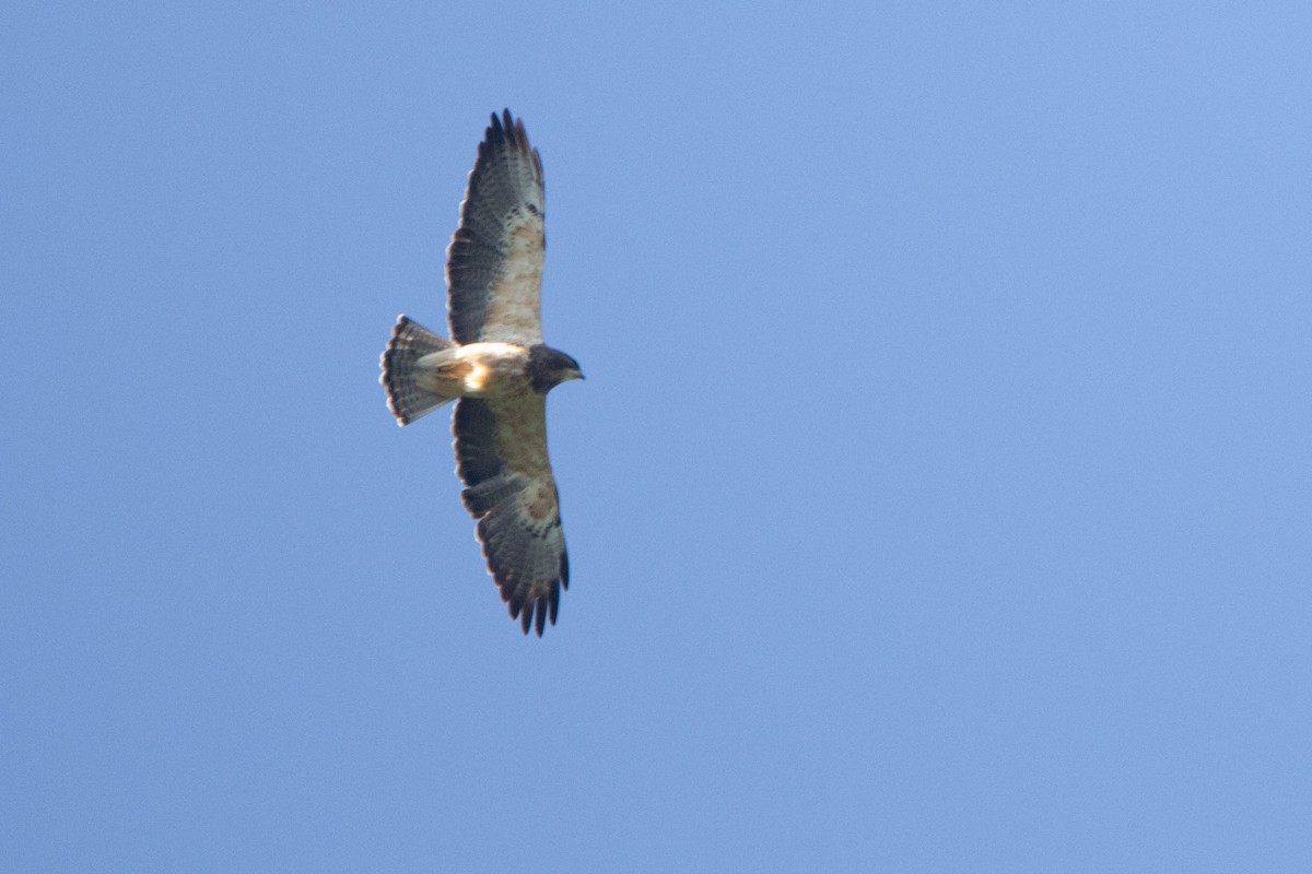 Swainson's Hawk - ML618763180