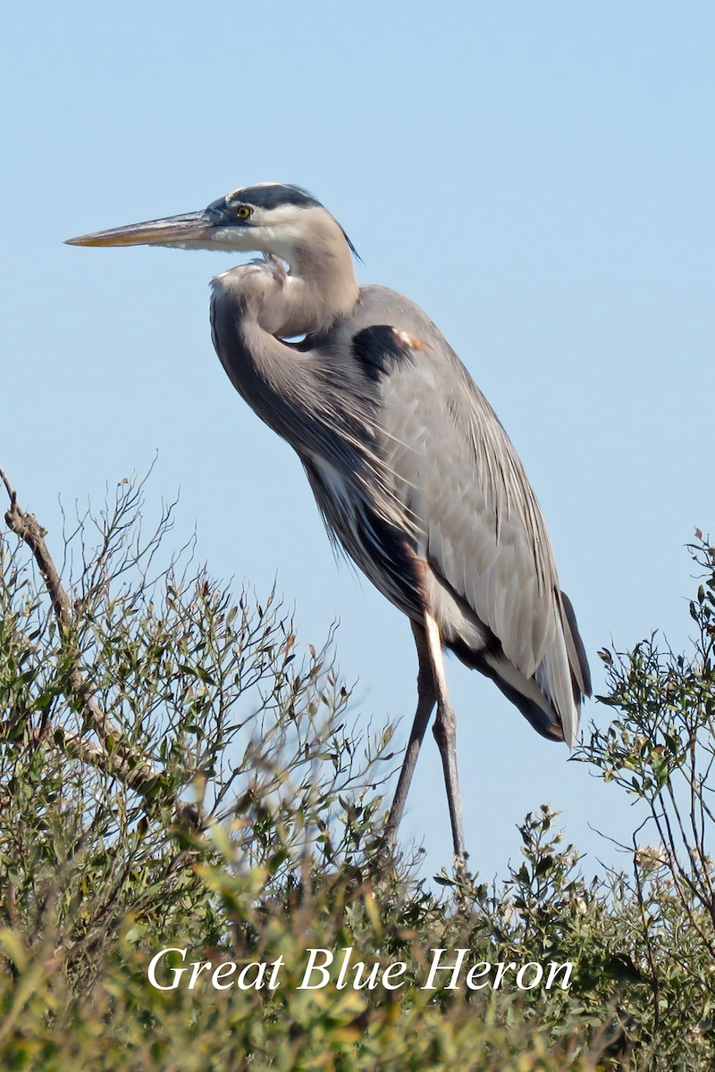 Great Blue Heron - ML618763198