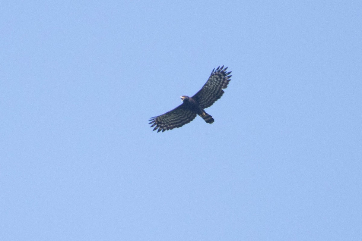 Águila Negra - ML618763208