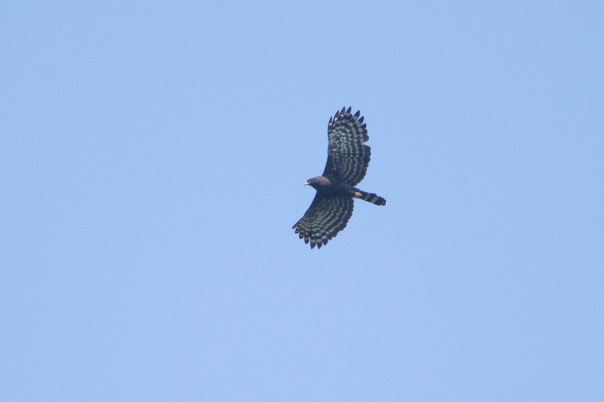 Águila Negra - ML618763209