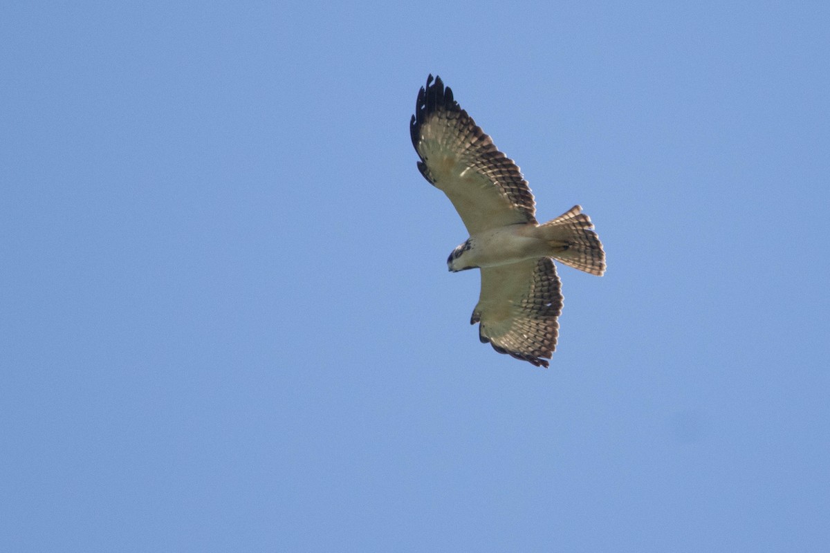 Short-tailed Hawk - ML618763219