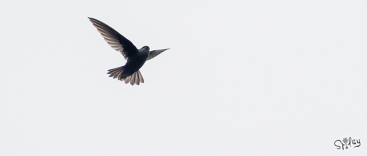 Himalayan Swiftlet - Xingyu Li