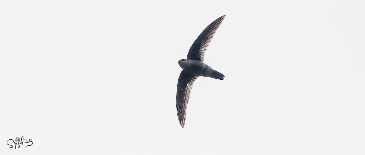 Himalayan Swiftlet - Xingyu Li