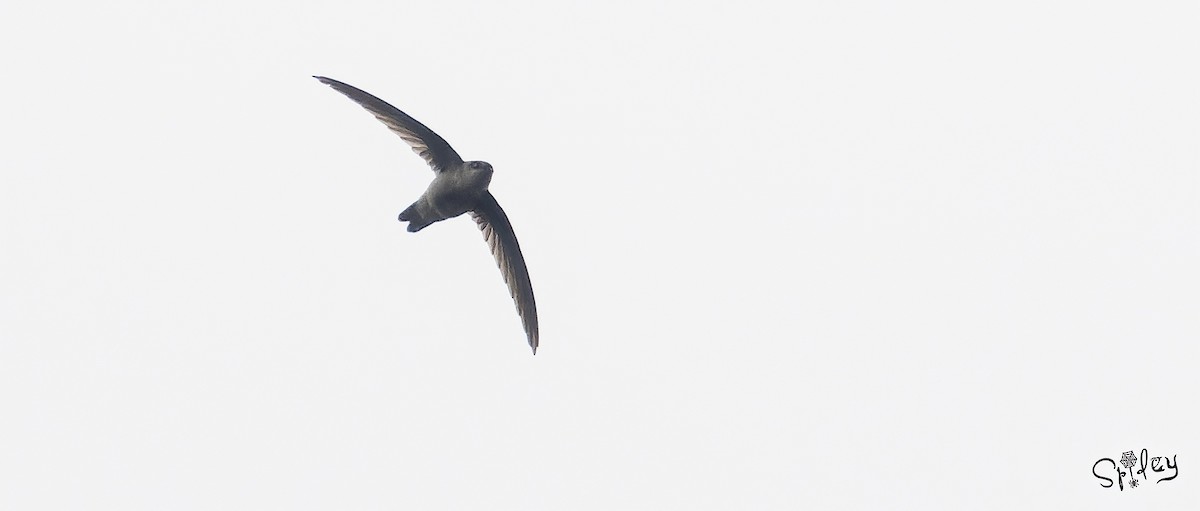 Himalayan Swiftlet - Xingyu Li