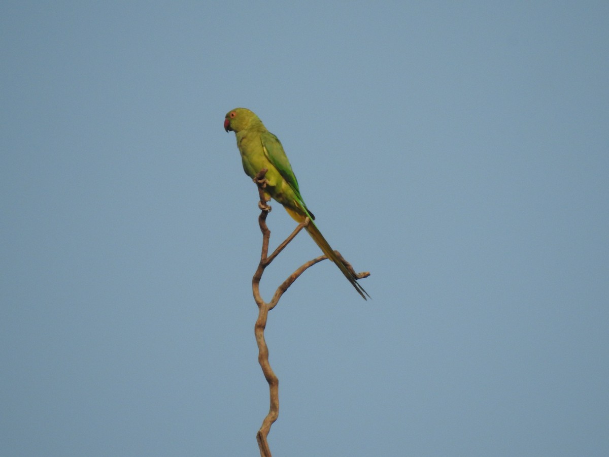 Rose-ringed Parakeet - ML618763257