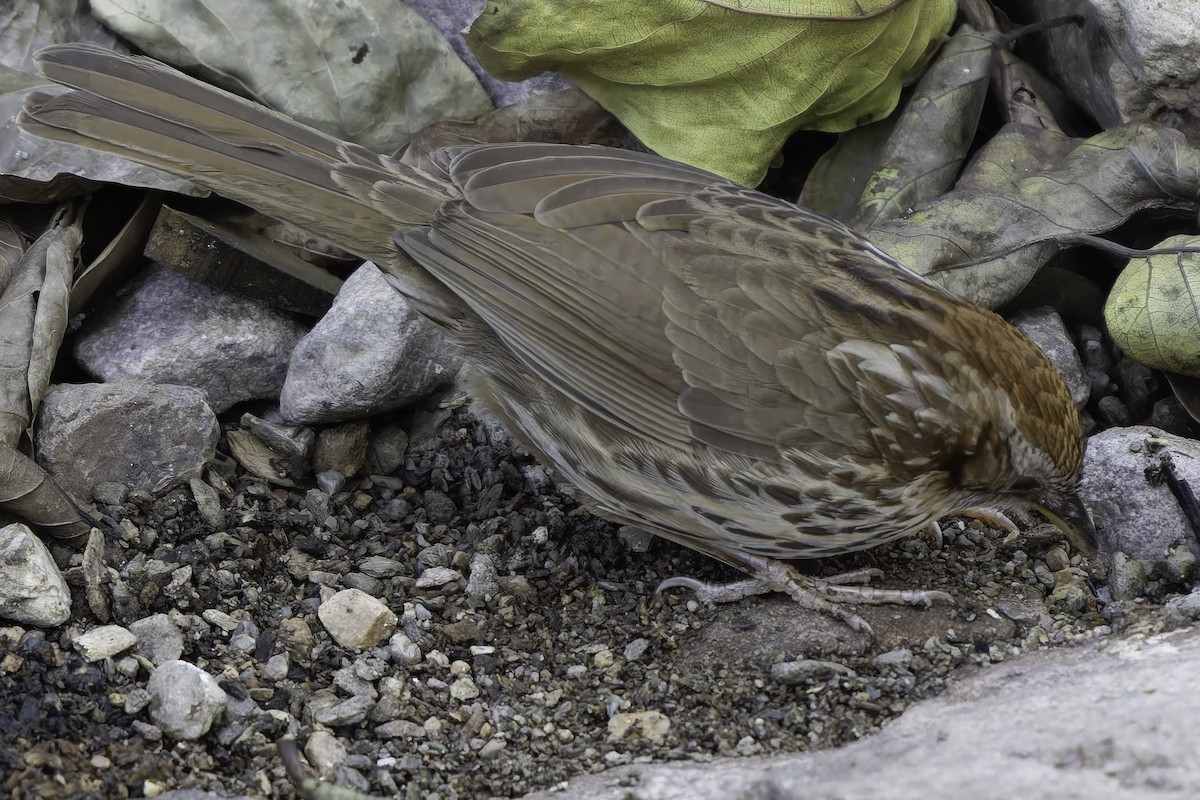 Puff-throated Babbler - ML618763259