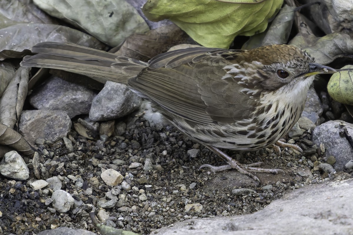 Puff-throated Babbler - ML618763261