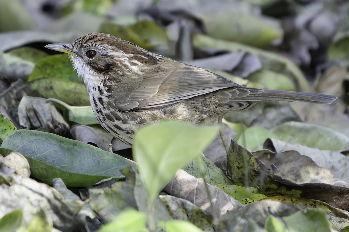 Puff-throated Babbler - Grant Price