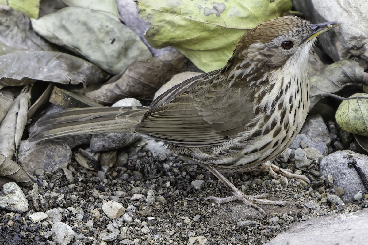 Puff-throated Babbler - ML618763263