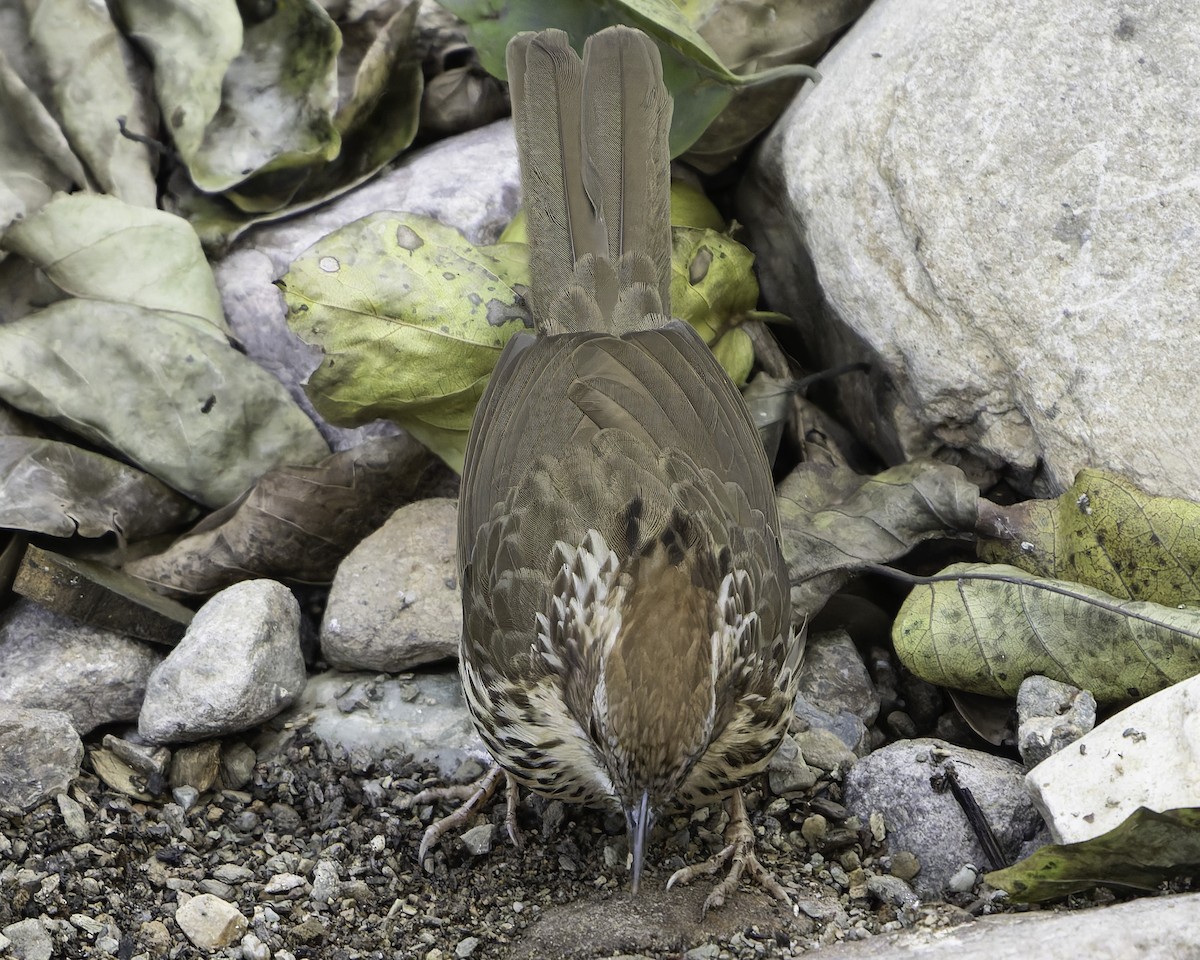 Puff-throated Babbler - ML618763264