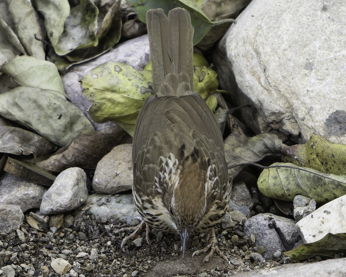 Puff-throated Babbler - ML618763265