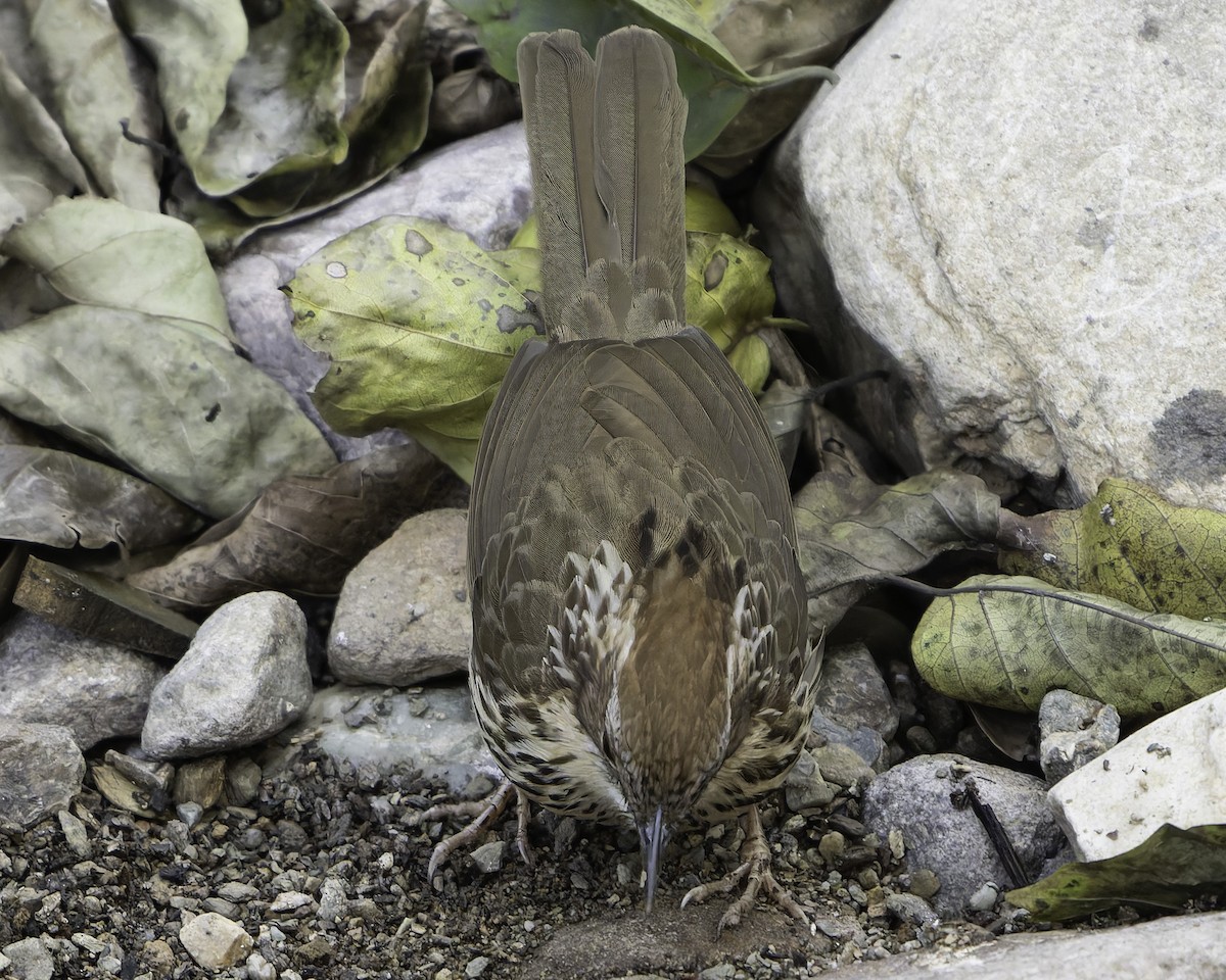 Puff-throated Babbler - ML618763265