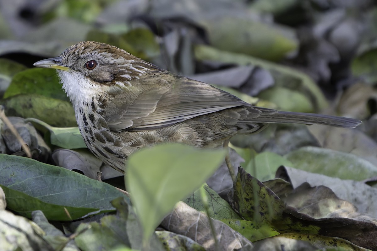 Puff-throated Babbler - ML618763266