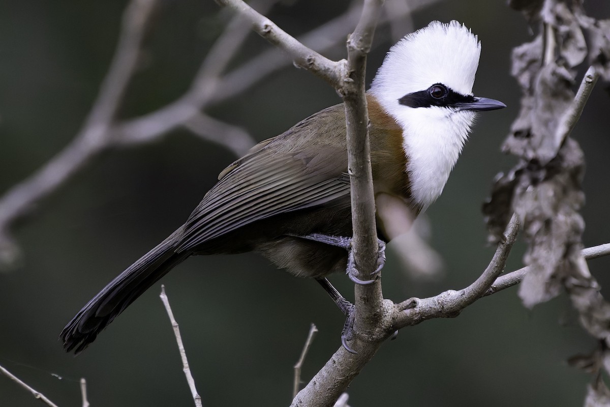 White-crested Laughingthrush - ML618763286