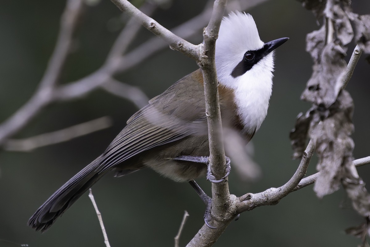 White-crested Laughingthrush - ML618763287