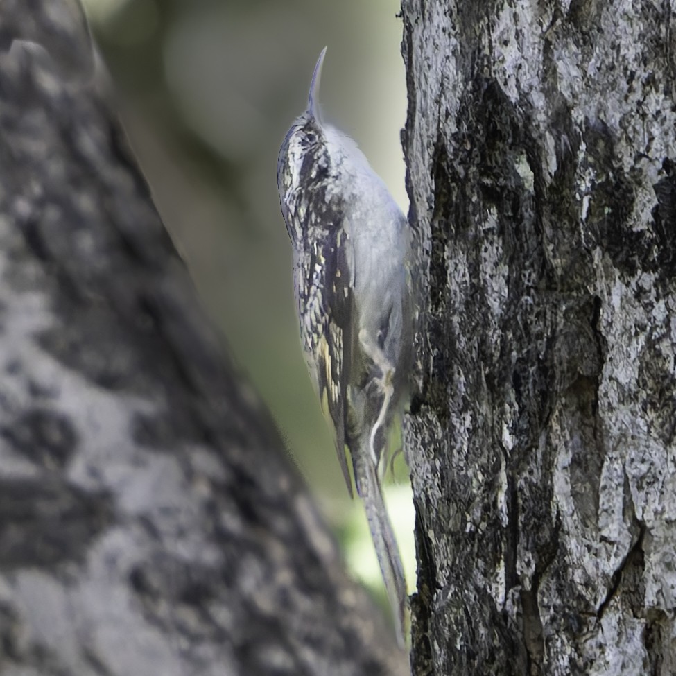 Bar-tailed Treecreeper - Grant Price