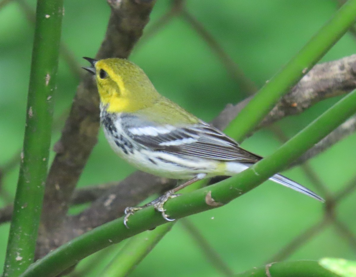 Black-throated Green Warbler - Joan Mashburn