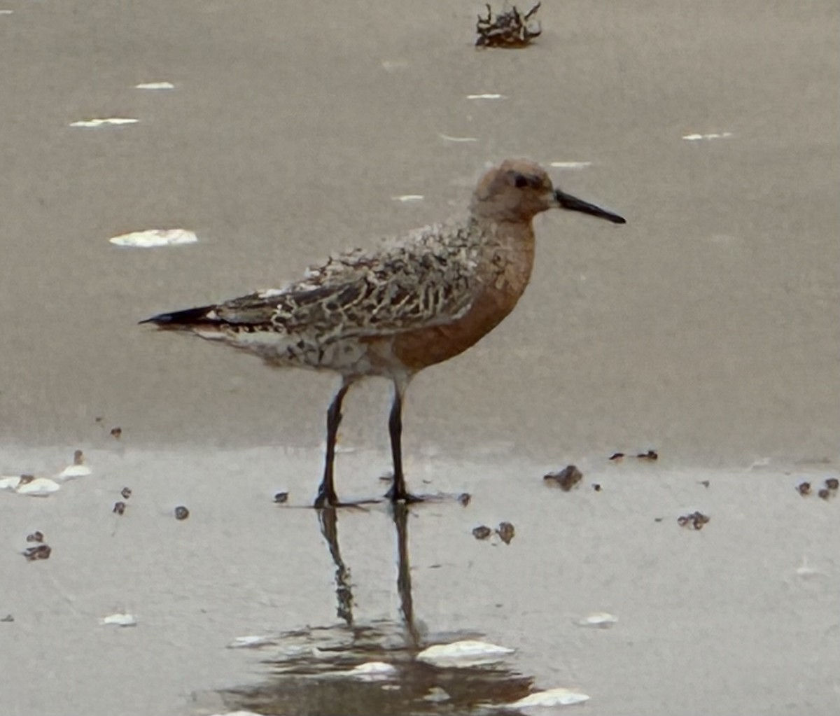 Red Knot - ML618763310