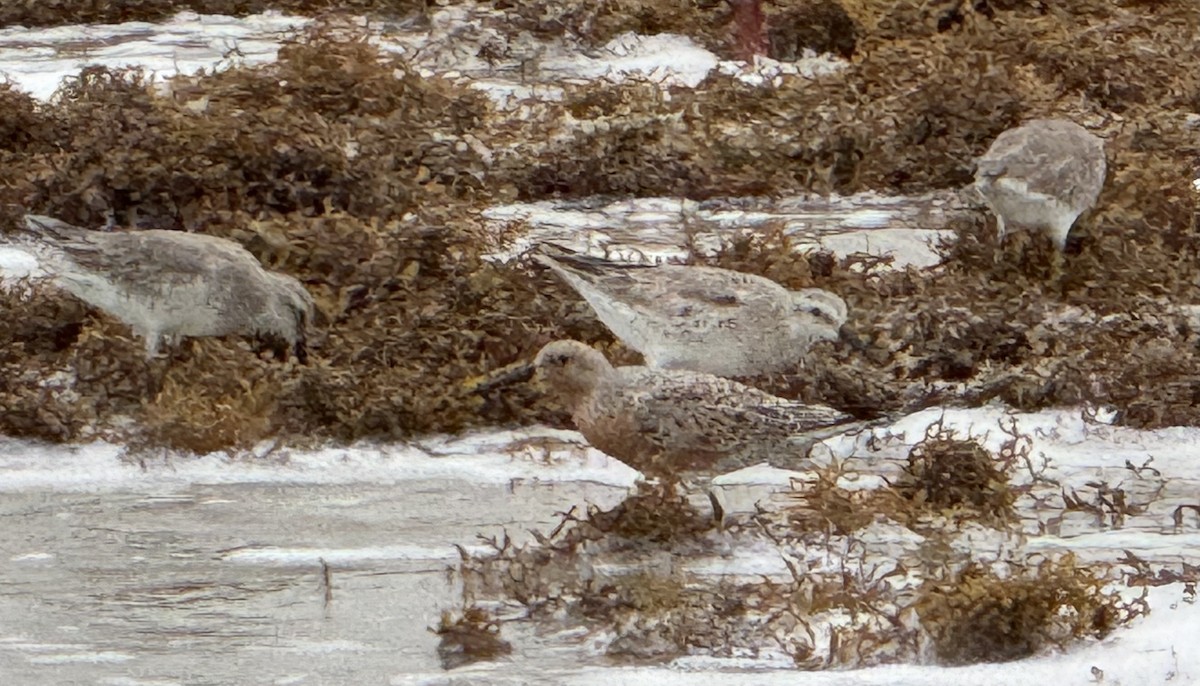 Red Knot - ML618763311