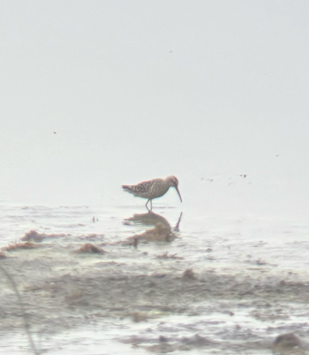 Stilt Sandpiper - ML618763327