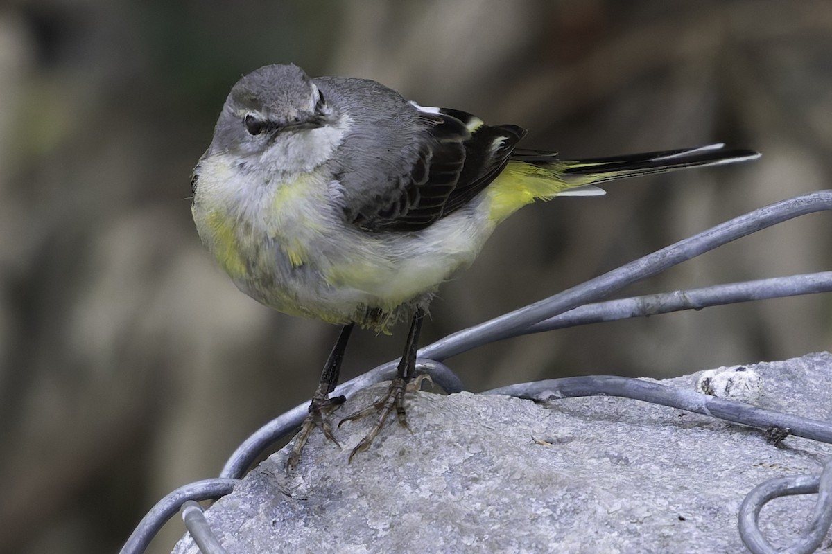 Gray Wagtail - Grant Price