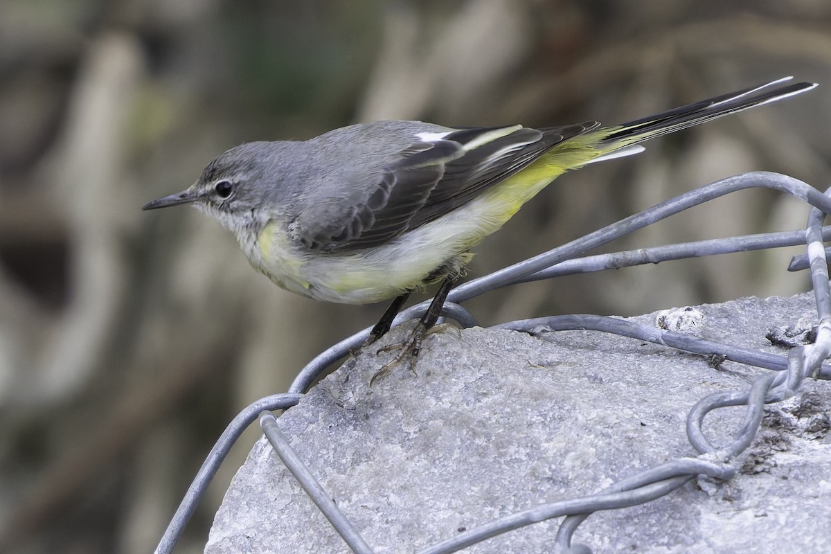 Gray Wagtail - Grant Price