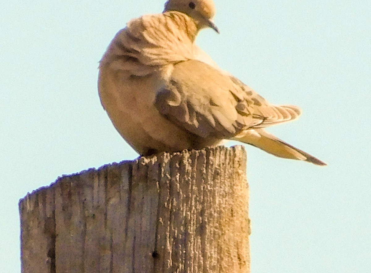 Mourning Dove - Wally Tomlinson