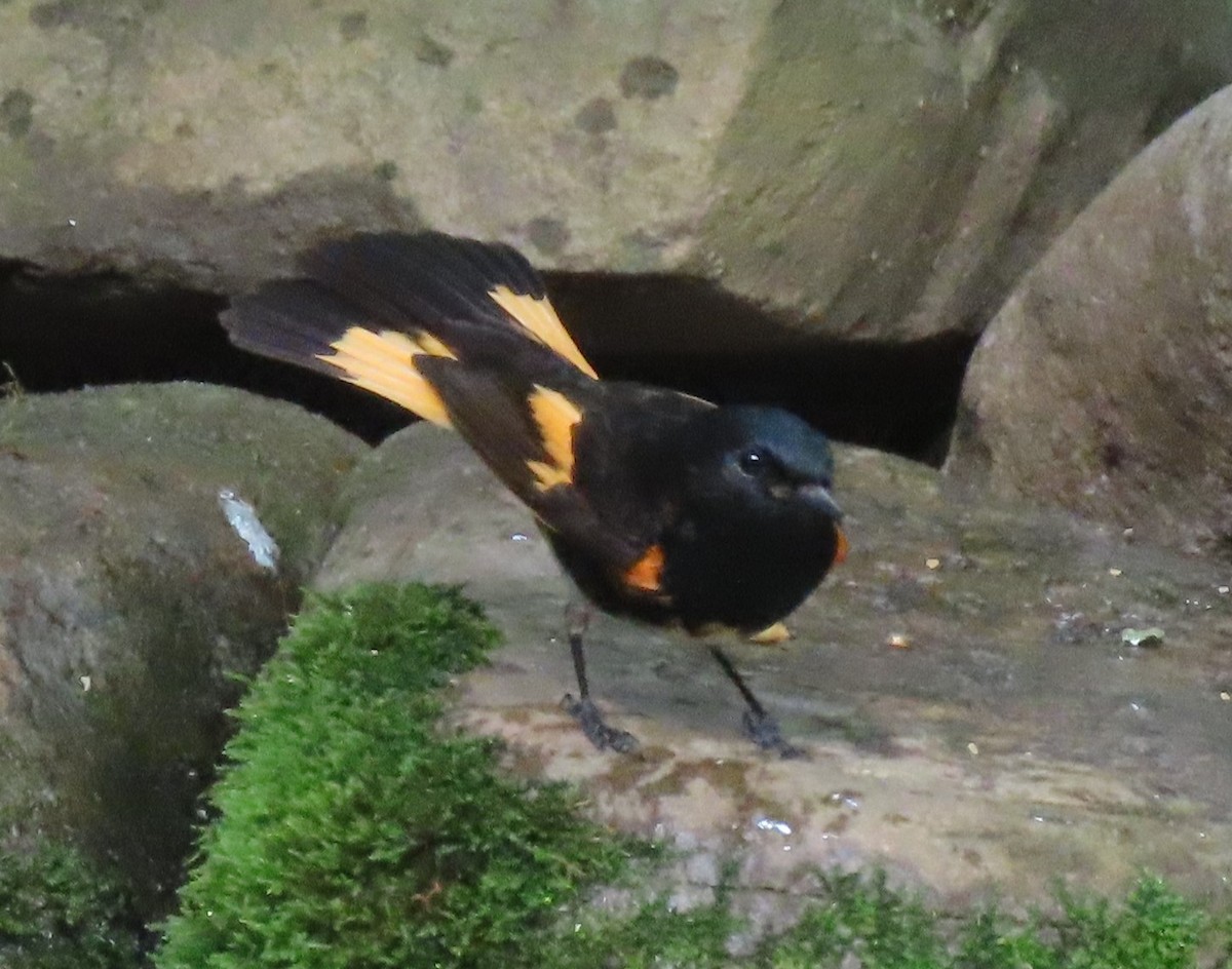 American Redstart - Joan Mashburn