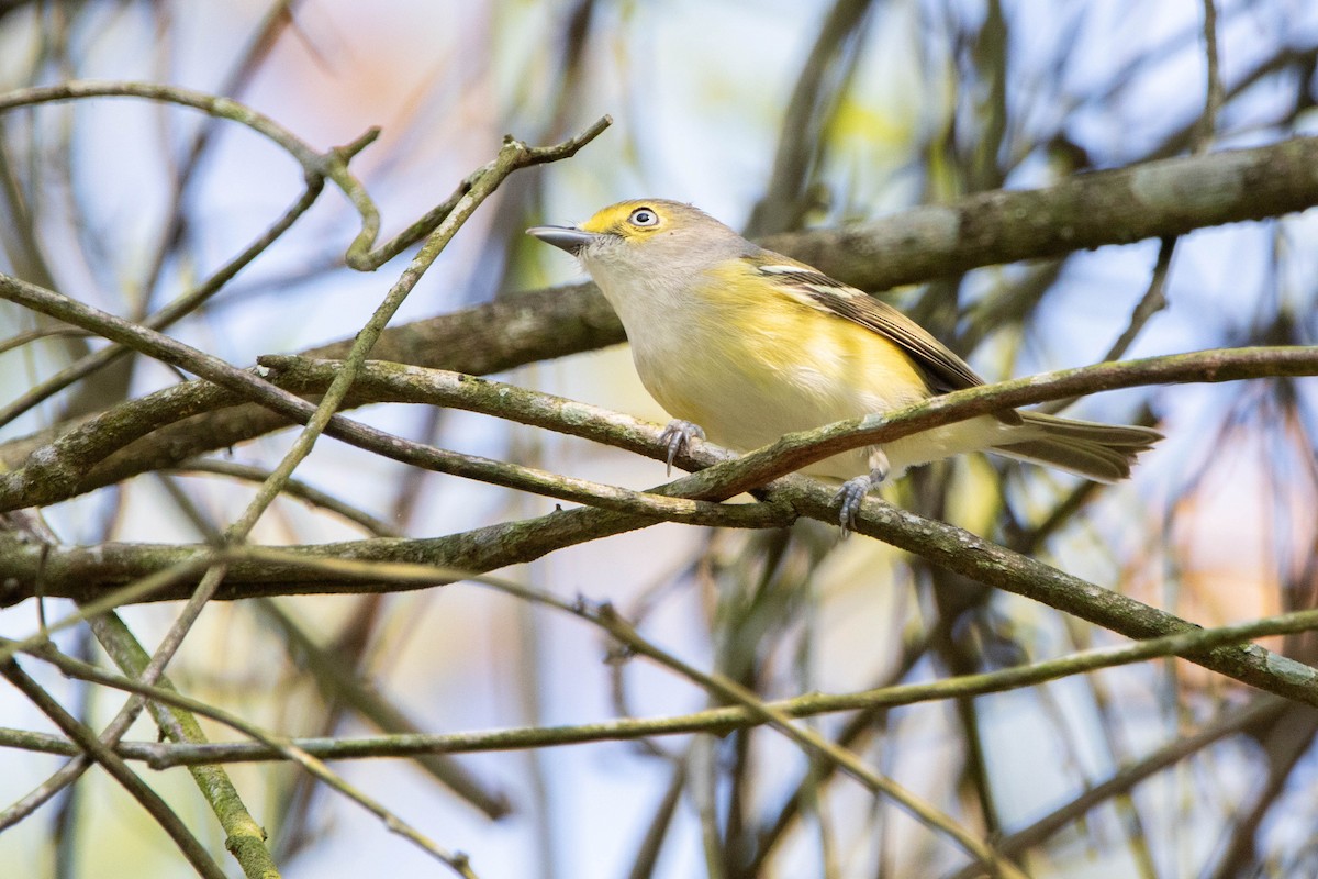 White-eyed Vireo - ML618763359