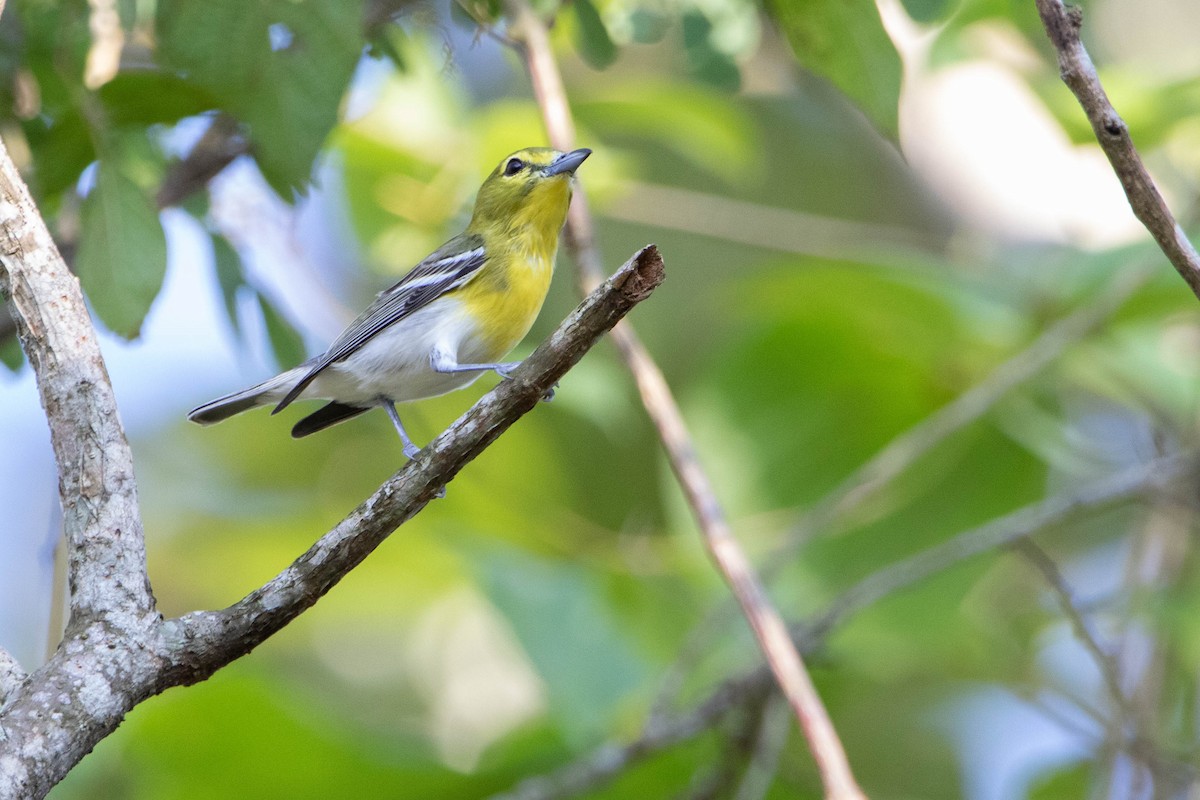Yellow-throated Vireo - ML618763363