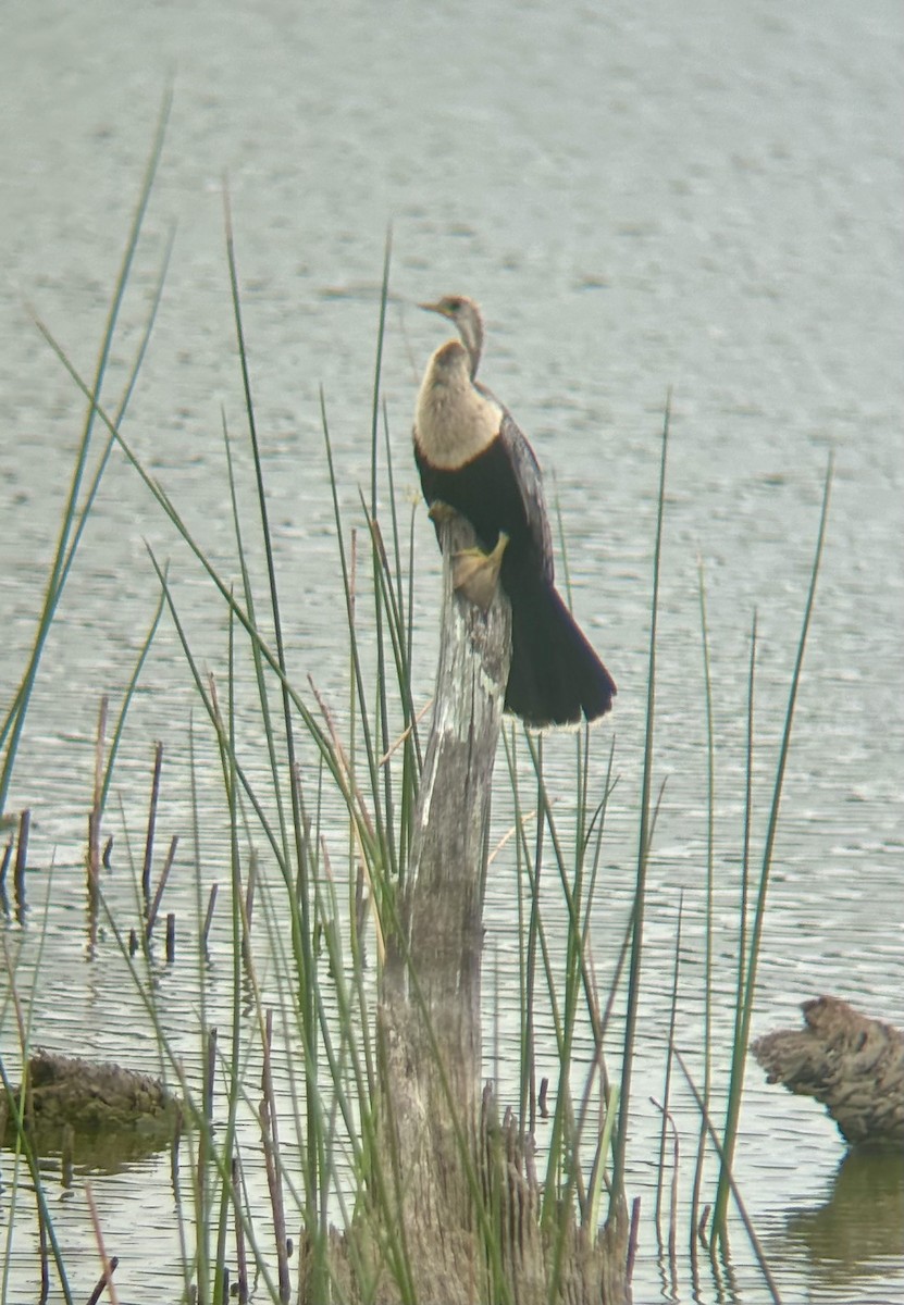 Anhinga - Braden Farris