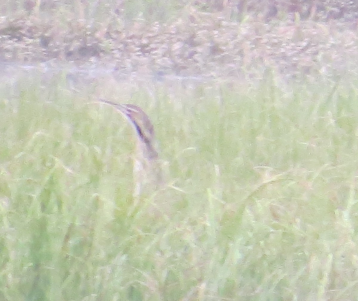 American Bittern - ML618763367