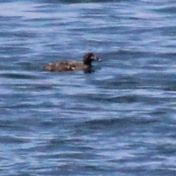 scoter sp. - ML618763375