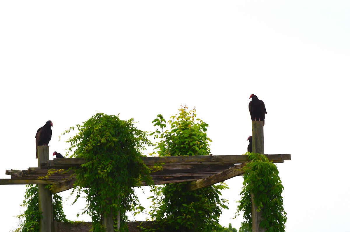 Turkey Vulture - ML618763382