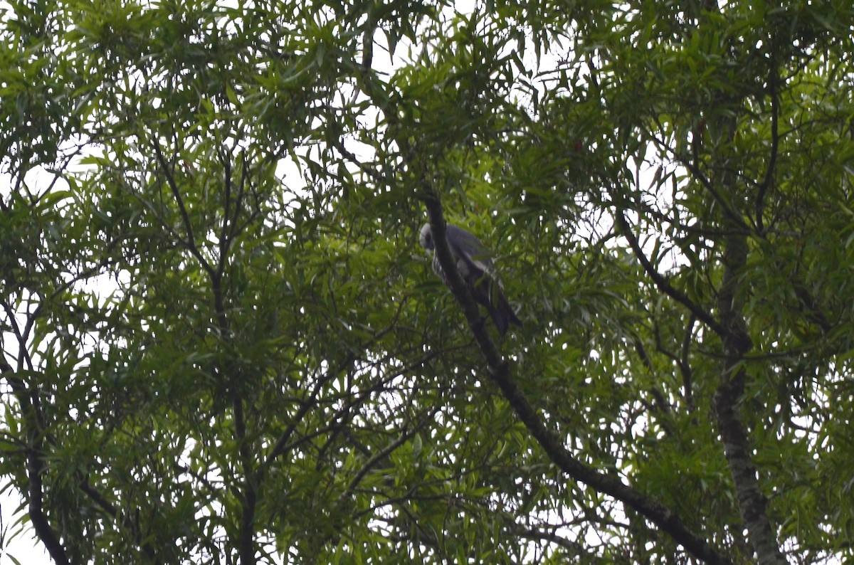 Mississippi Kite - Grant Foster