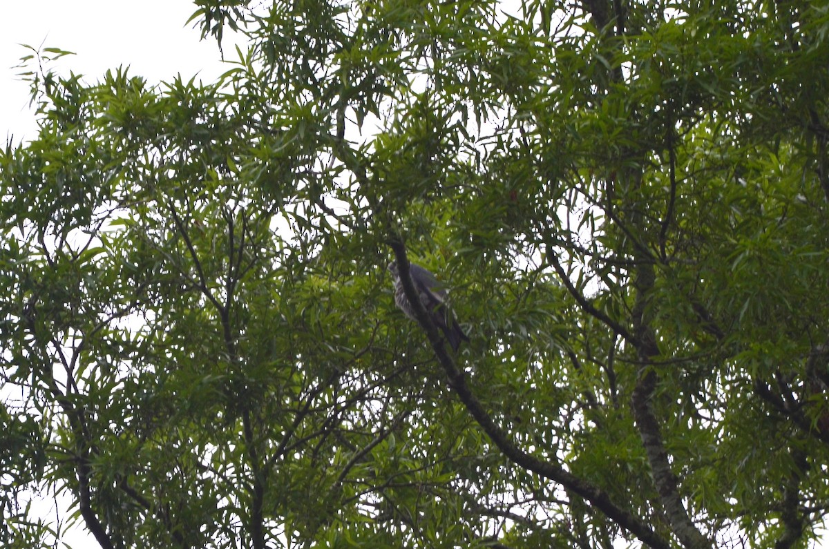 Mississippi Kite - ML618763391