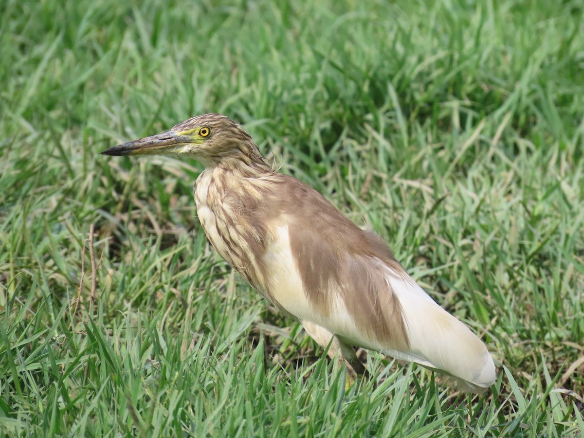 Indian Pond-Heron - Shilpa Gadgil