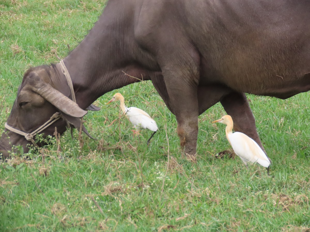 Eastern Cattle Egret - Shilpa Gadgil